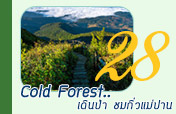 Cold Forest..: เดินป่า ชมกิ่วแม่ปาน