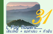 I, Fog flowers เชียงใหม่ แม่คำปอง กิ่วฝิ่น